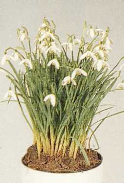                                      Printemps